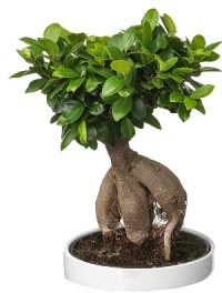 Bonsai Ficus Ginseng Pianta di Ficus Ginseng pianta vera da interno e  matrimonio